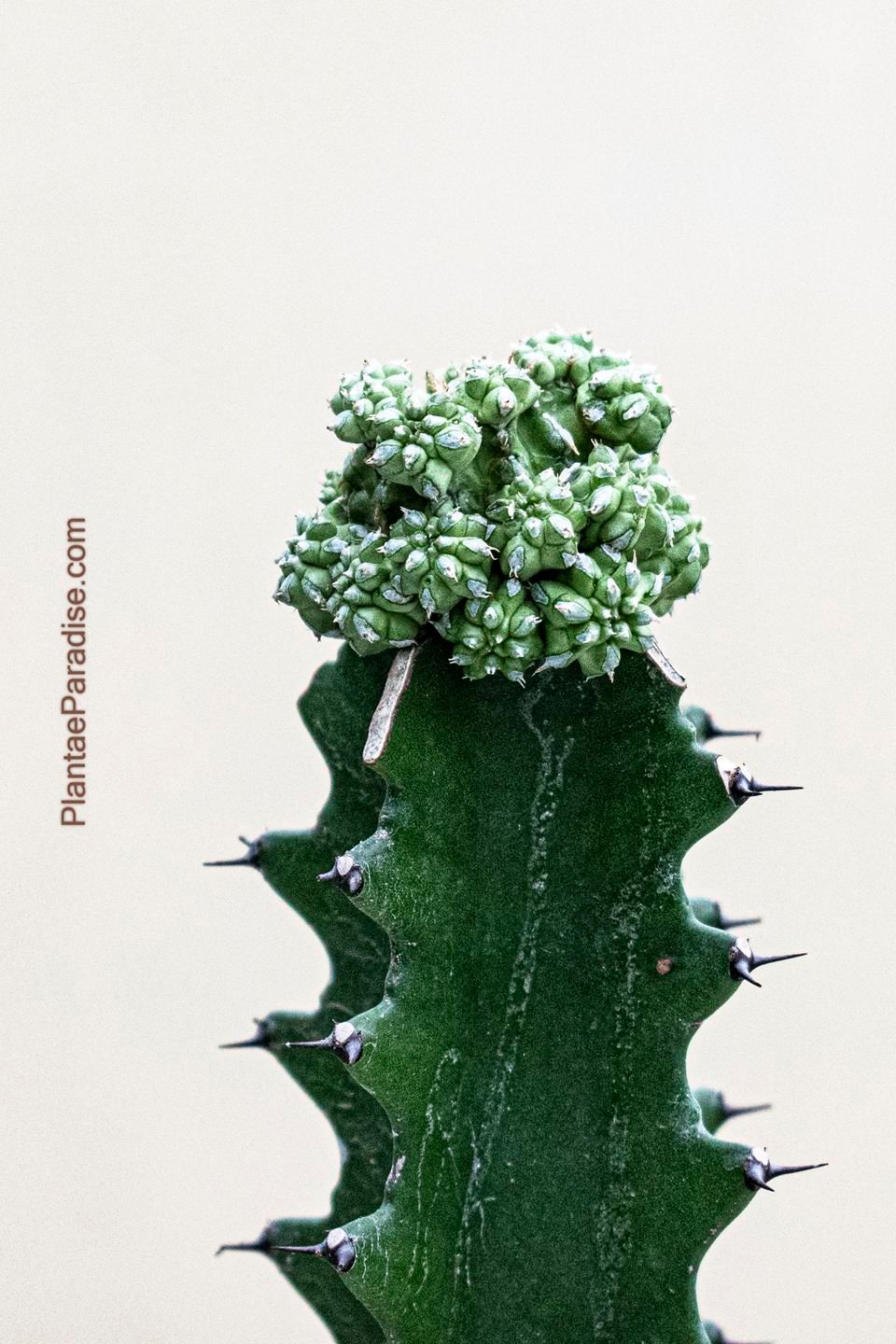 Euphorbia sepulta Grafted Euphorbia sepulta Grafted