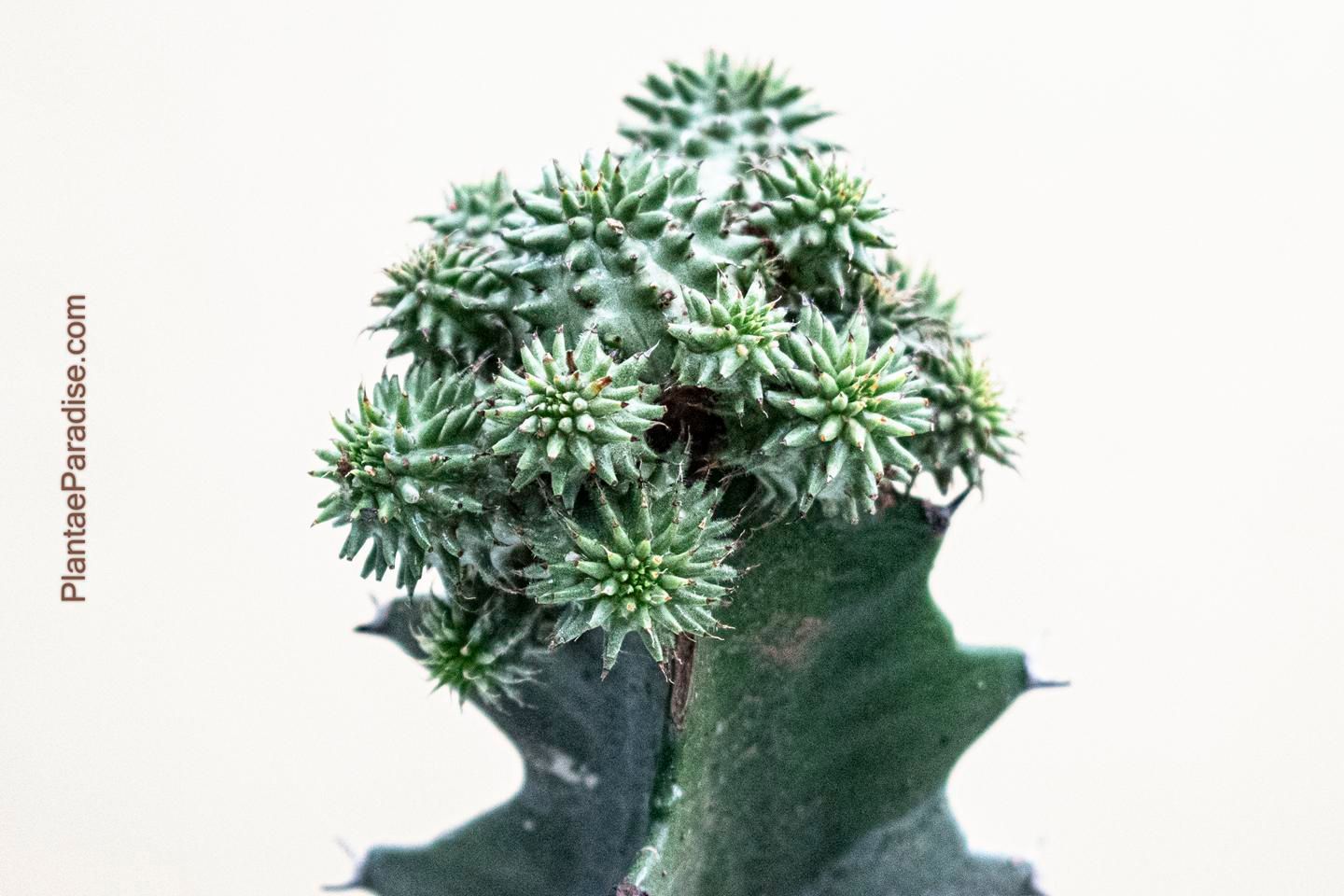 Euphorbia Suzzane Pine