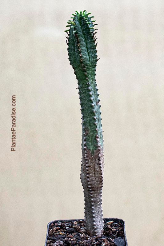 Euphorbia jansenvillensis Euphorbia jansenvillensis