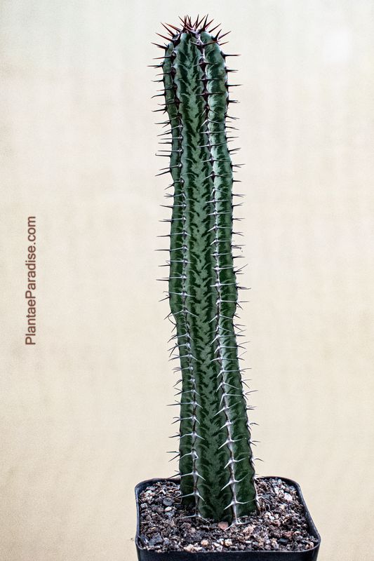 Euphorbia confinalis ssp rhodesica Euphorbia confinalis ssp rhodesica