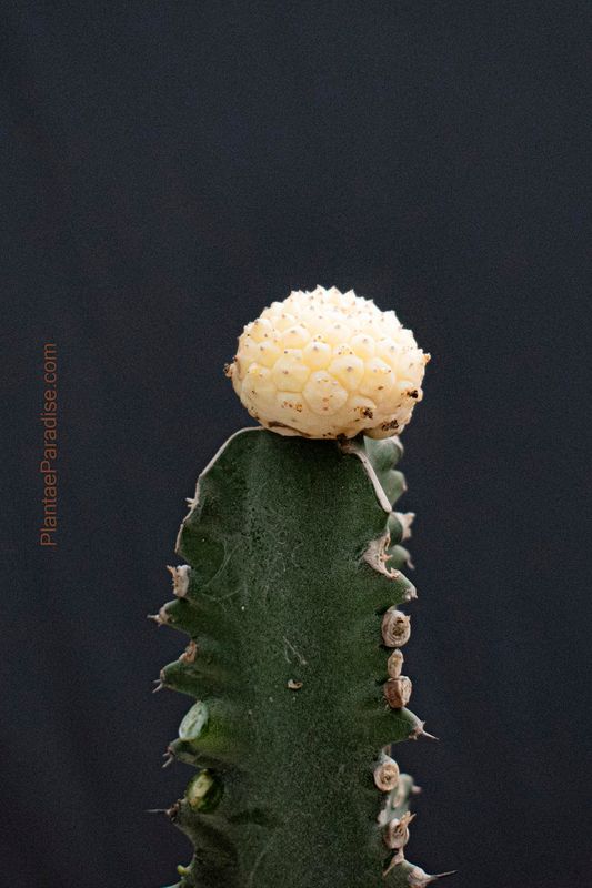 Euphorbia gymnocalycioides Variegated Euphorbia gymnocalycioides Variegated