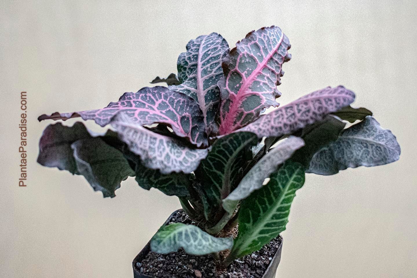 Euphorbia francoisii Red Veins Euphorbia francoisii Red Veins