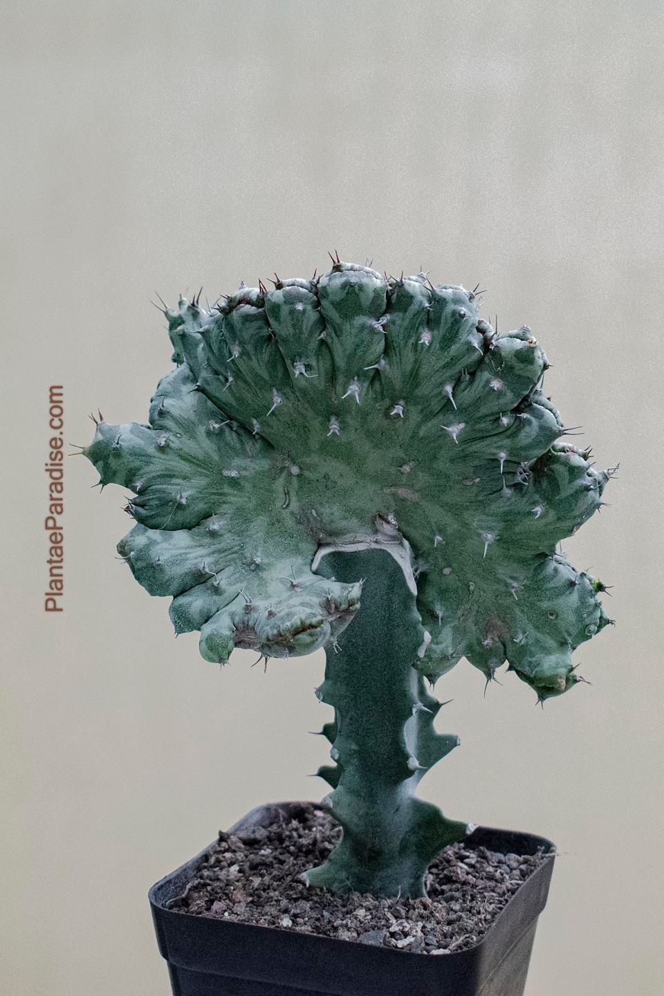 Euphorbia horwoodii crest
