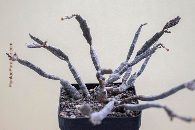 Euphorbia Platyclada (Rooted) aka Dead Mans Fingers Euphorbia Platyclada (Rooted) aka Dead Mans Fingers