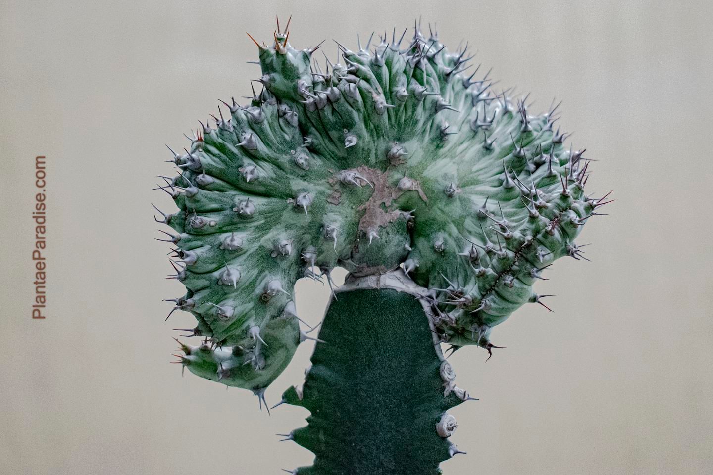 Euphorbia horwoodii crest Euphorbia horwoodii crest