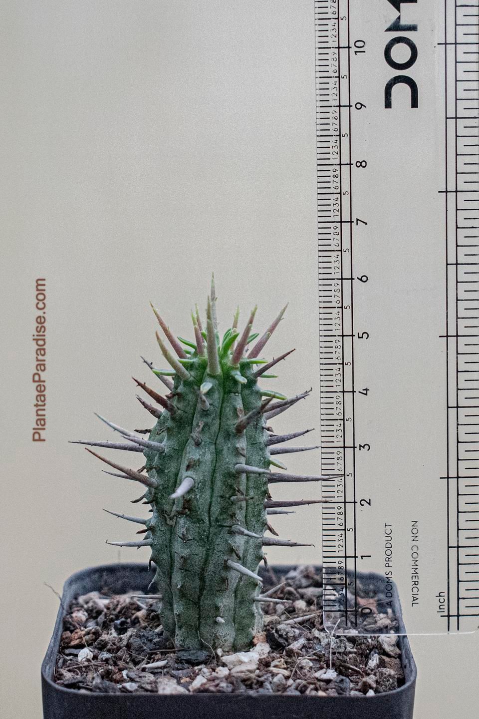 Euphorbia inconstantia