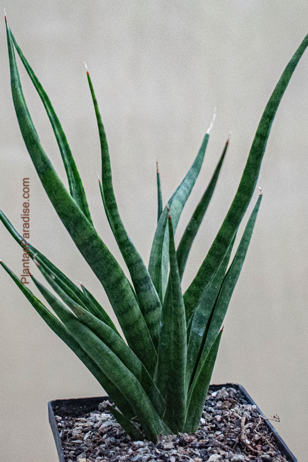 Sanseiviera hybrid CH 15344 Sanseiviera hybrid CH 15344