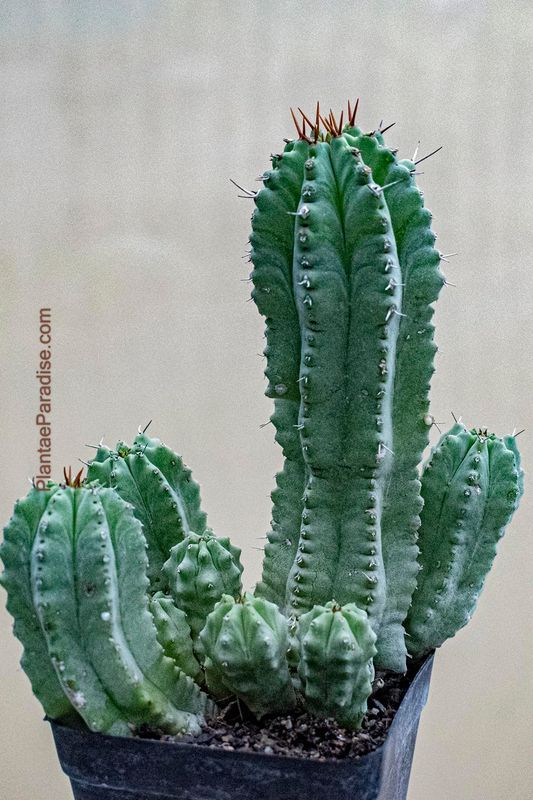 Euphorbia anoplia Euphorbia anoplia