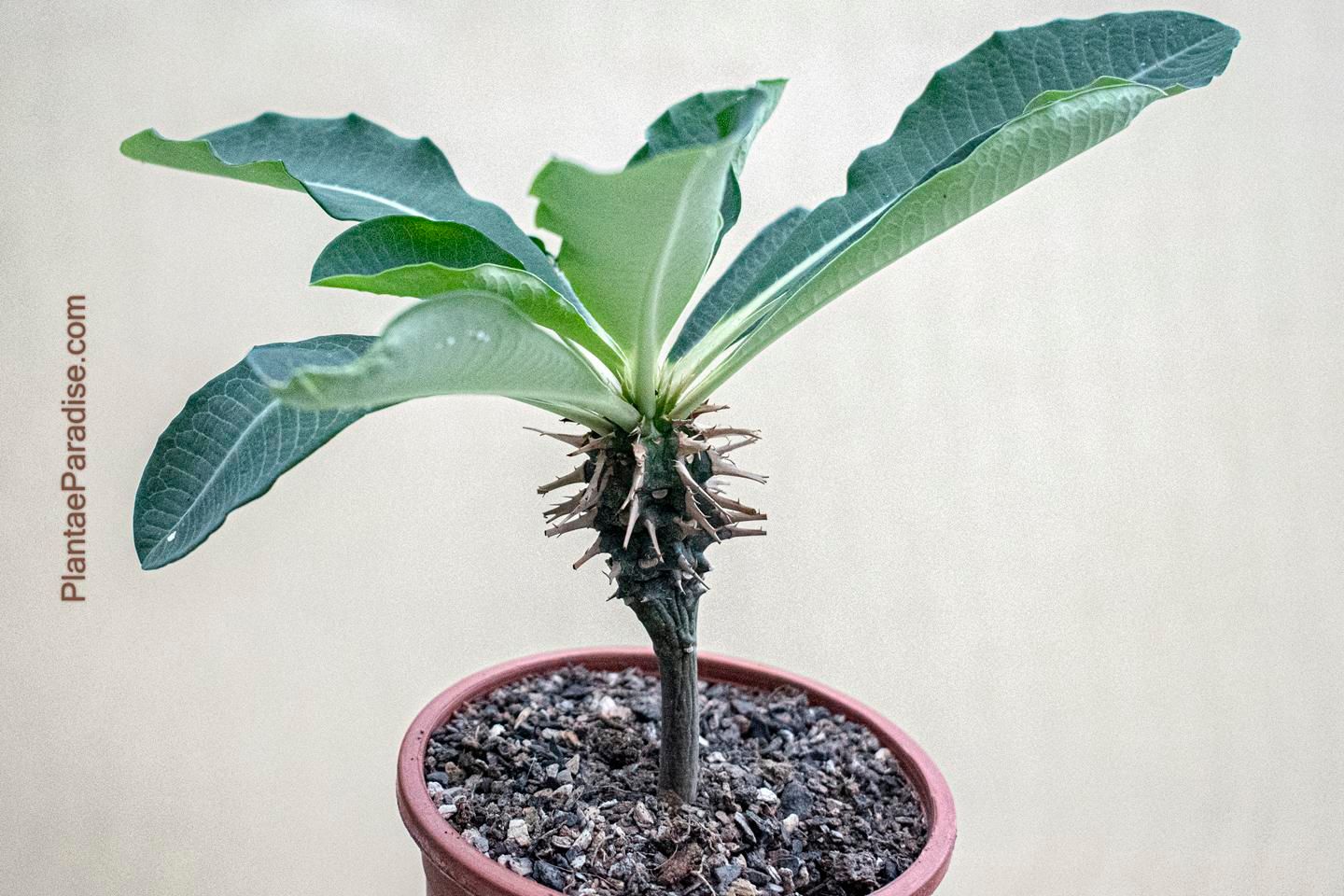 Euphorbia viguieri var. capuroniana
