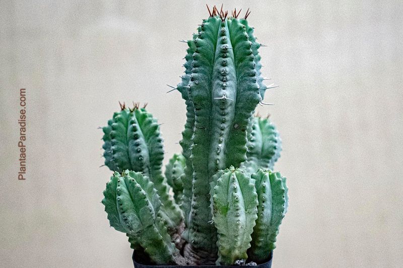 Euphorbia anoplia Euphorbia anoplia