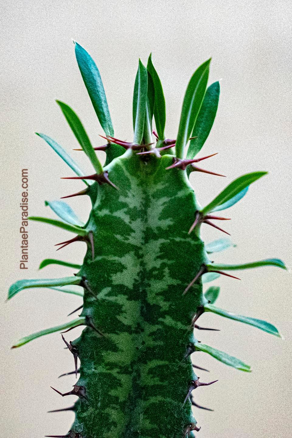 Euphorbia trigona f green Euphorbia trigona f green