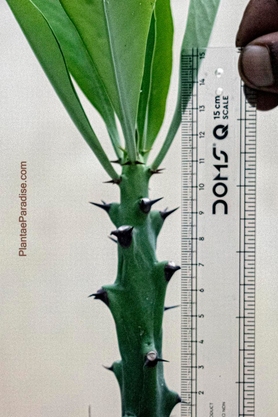 Euphorbia caducifolia Euphorbia caducifolia