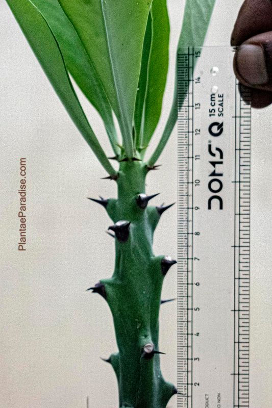Euphorbia caducifolia Euphorbia caducifolia