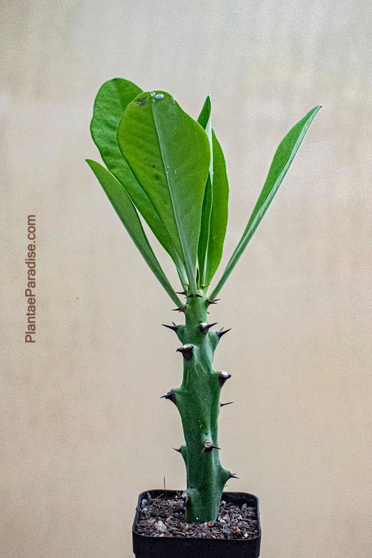 Euphorbia caducifolia