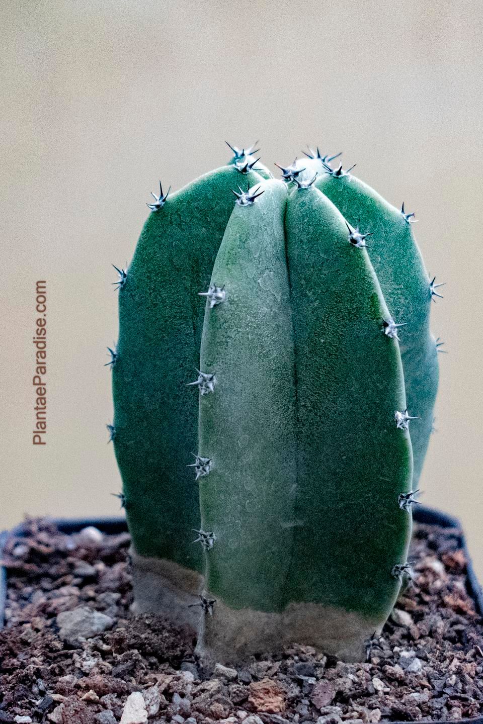 Lophocereus Schottii (Native Form)