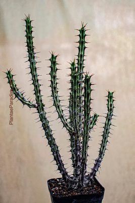 Euphorbia Sp Nova Somalia Hordio
