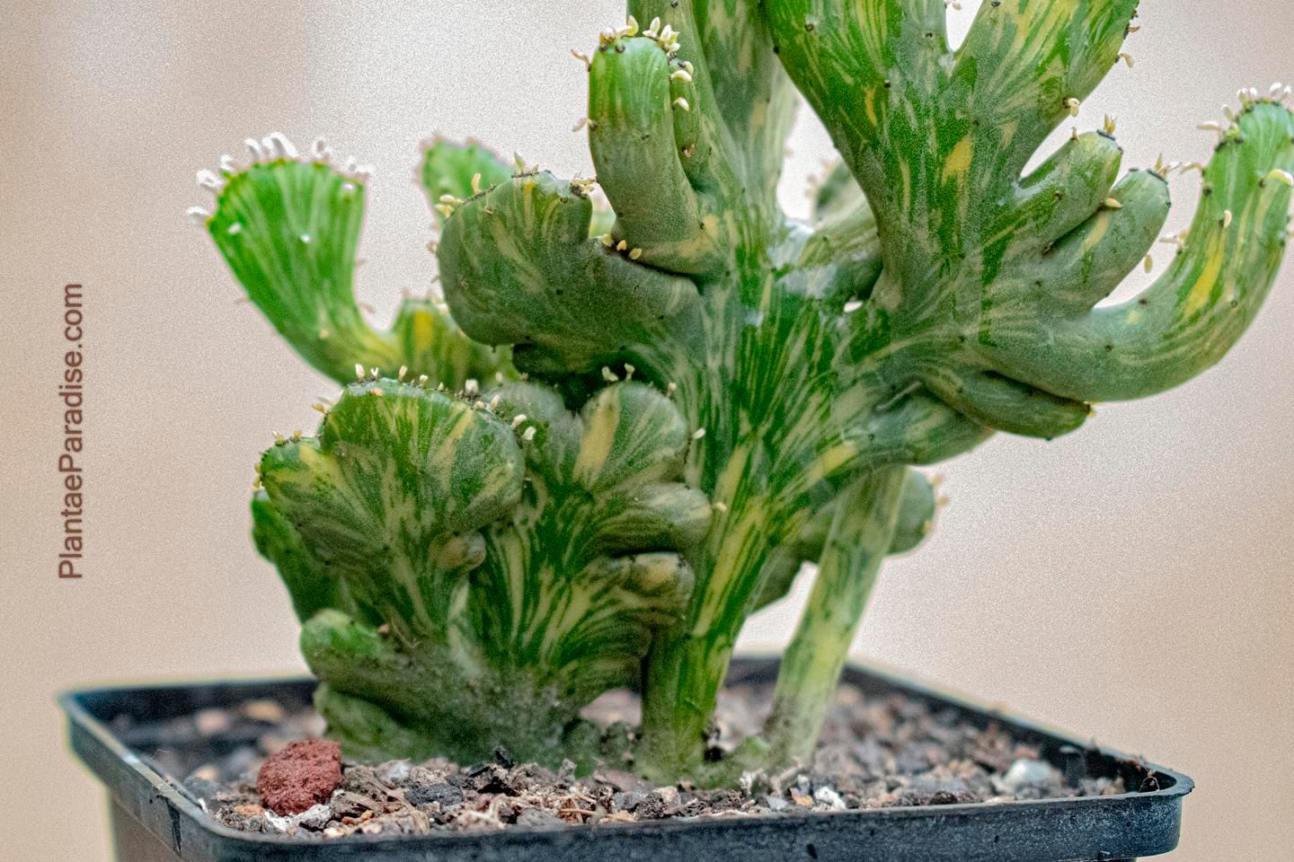 Euphorbia leucodendron CREST variegated Euphorbia leucodendron CREST variegated