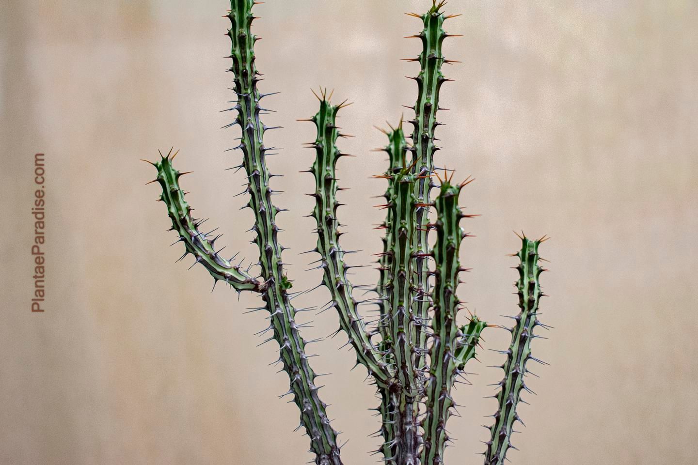 Euphorbia Sp Nova Somalia Hordio