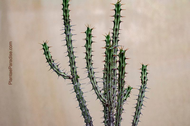 Euphorbia Sp Nova Somalia Hordio Euphorbia Sp Nova Somalia Hordio