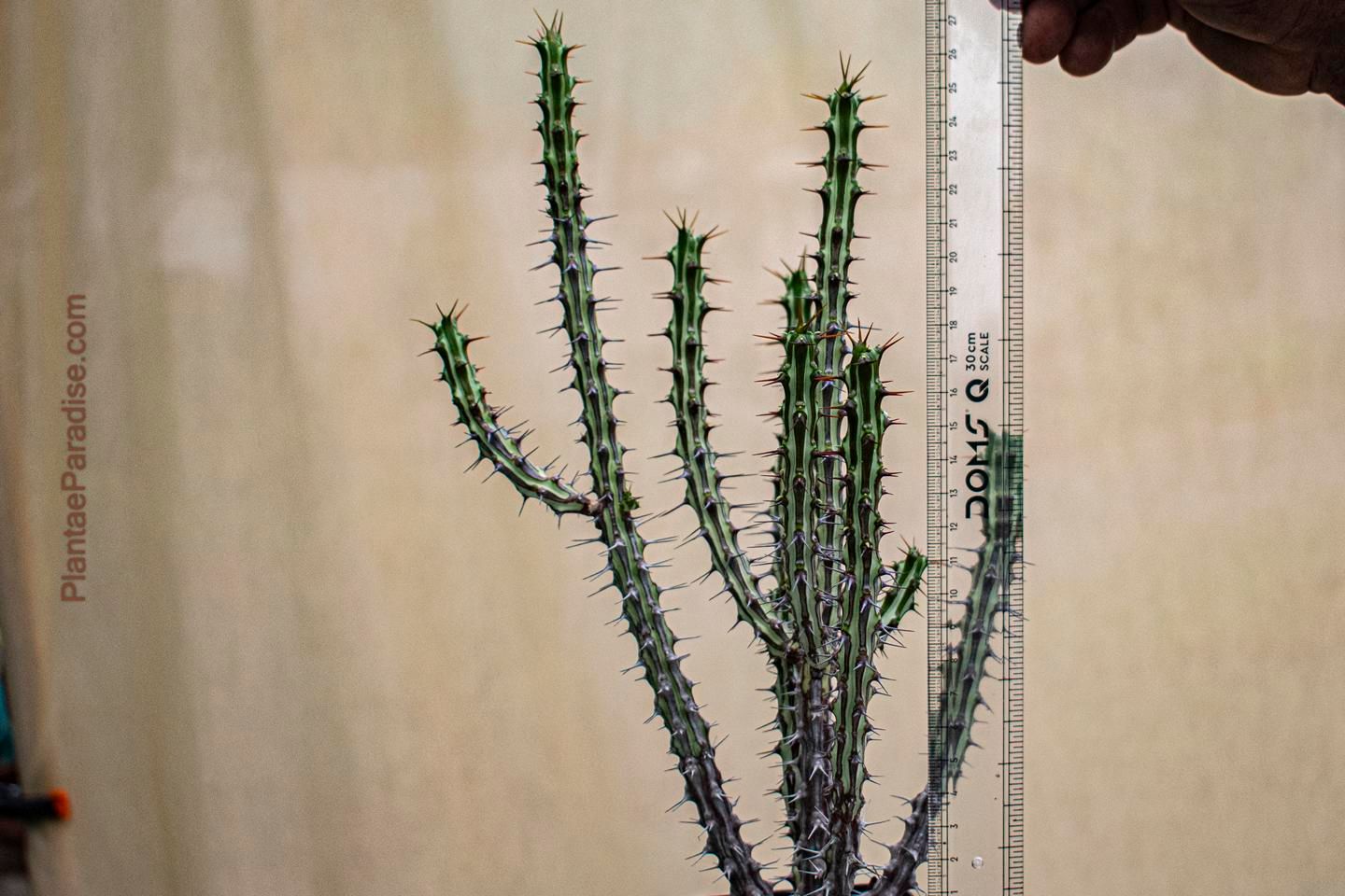 euphorbia sp.nova somalia 巨大株 Euphorbia Sp Nova Somalia Hordio