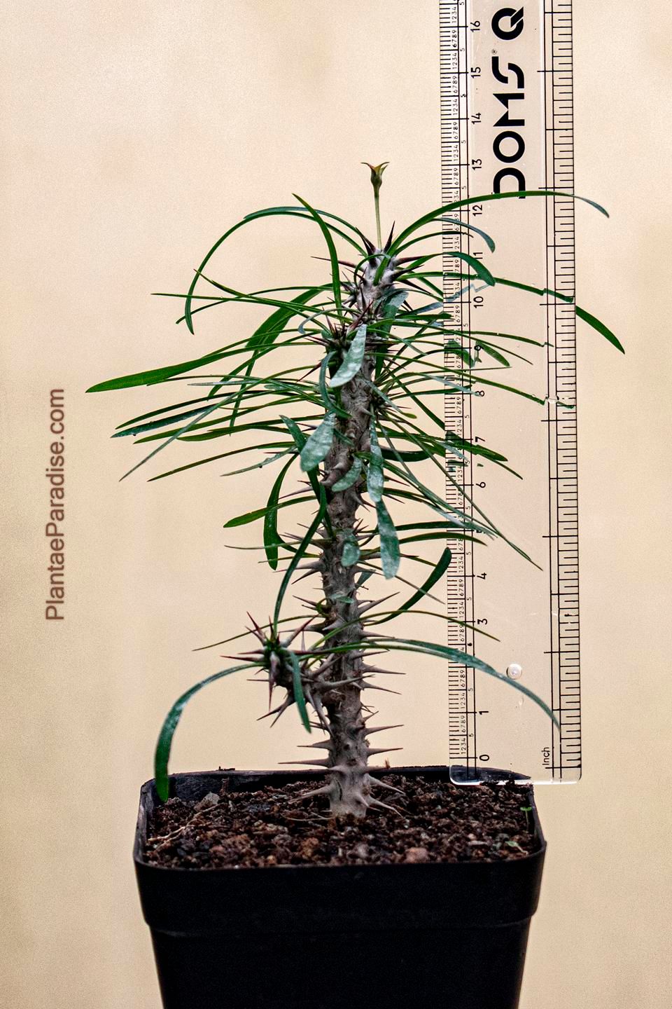 Euphorbia gottlebei Euphorbia gottlebei