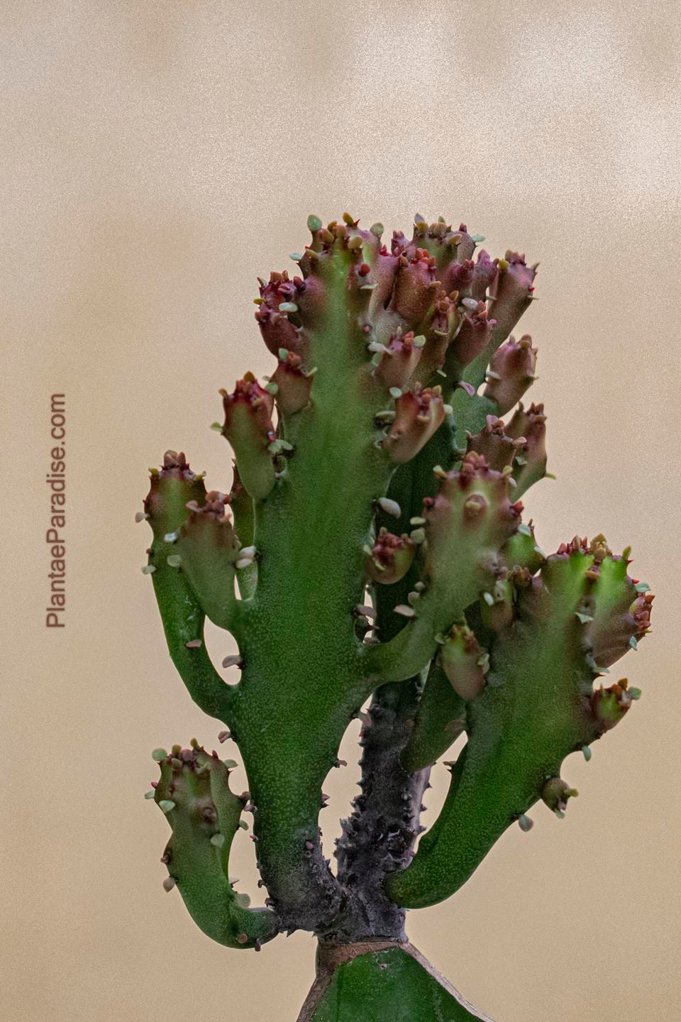 Euphorbia lactea crest rubra monstrose Euphorbia lactea crest rubra monstrose