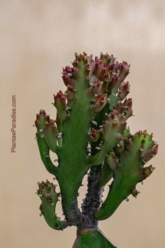 Euphorbia lactea crest rubra monstrose Euphorbia lactea crest rubra monstrose