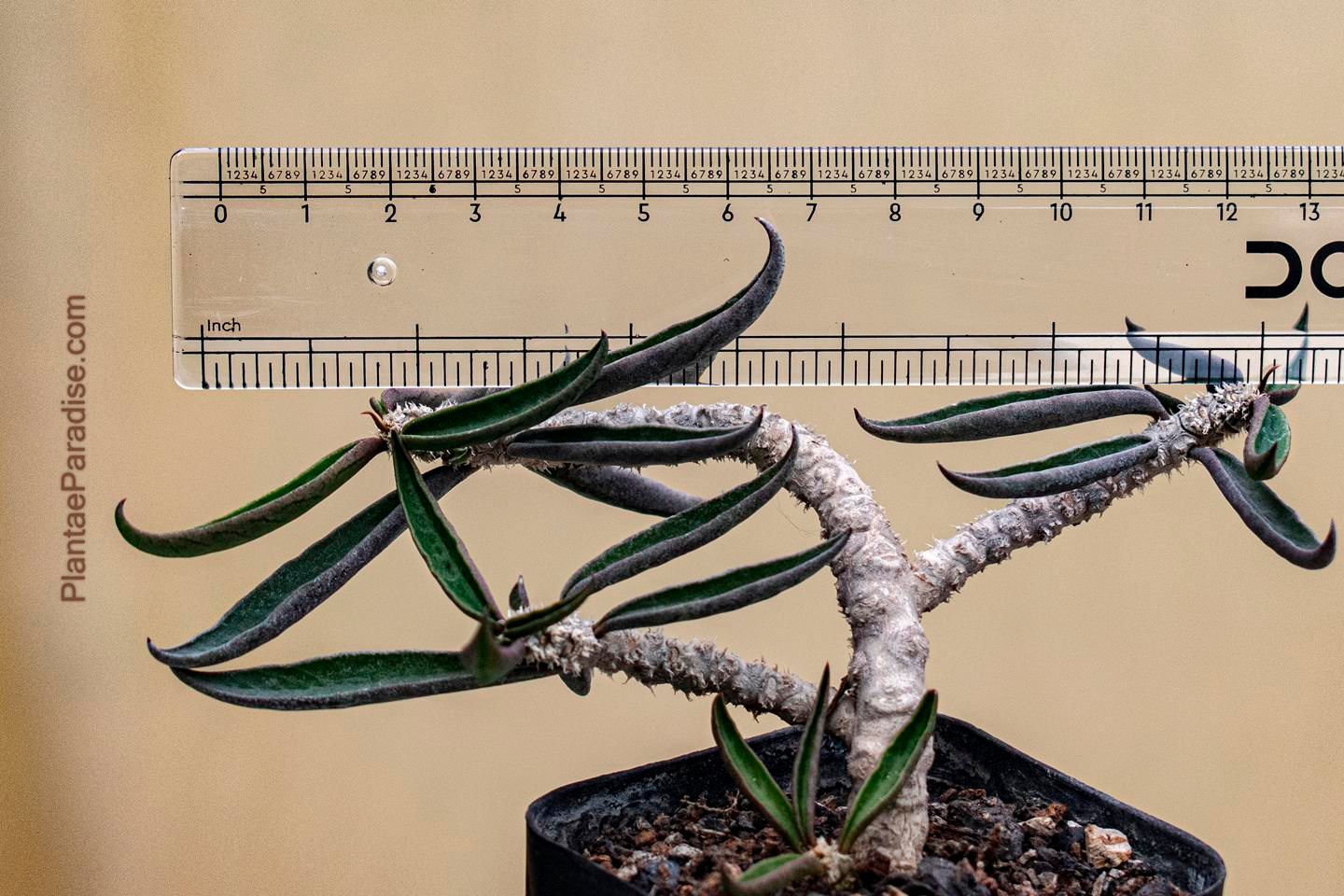 Euphorbia cylindrifolia