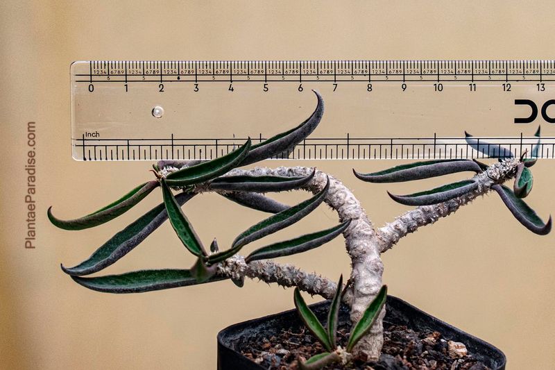 Euphorbia cylindrifolia Euphorbia cylindrifolia