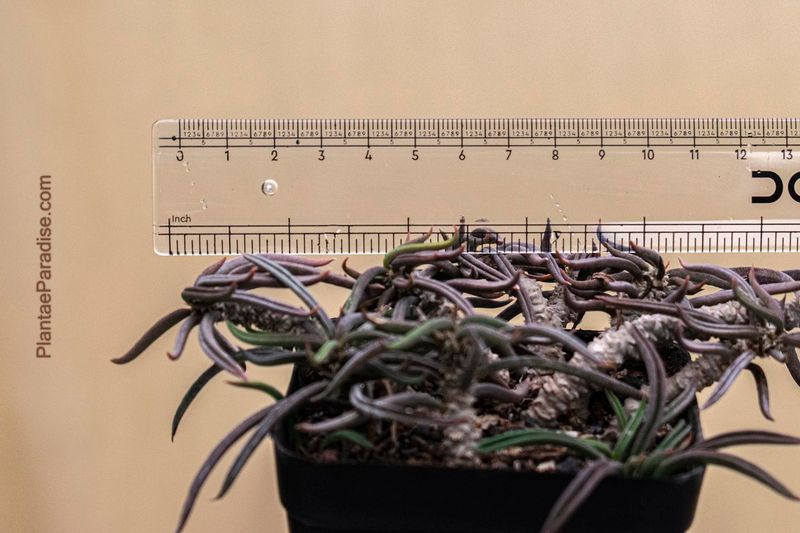 Euphorbia cylindrifolia ssp. tuberifera