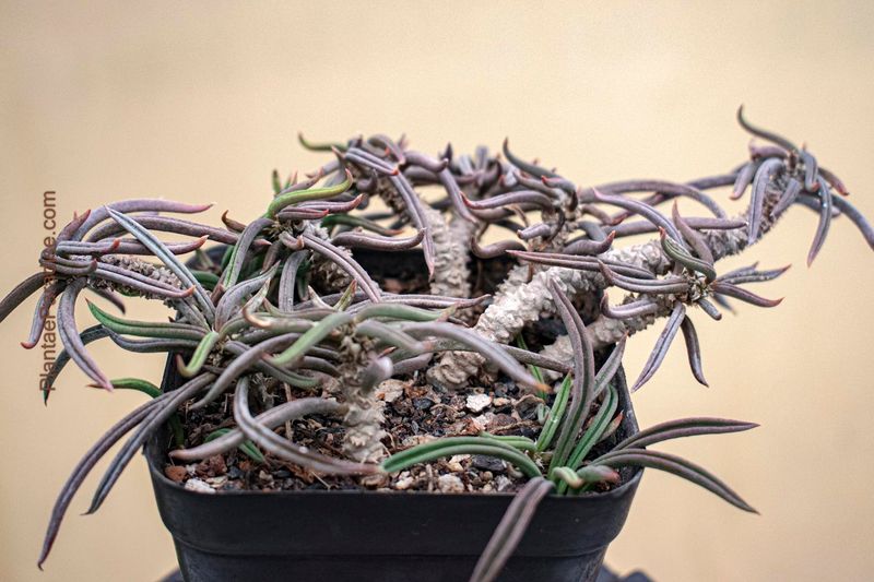 Euphorbia cylindrifolia var. tubiflora Euphorbia cylindrifolia var. tubiflora