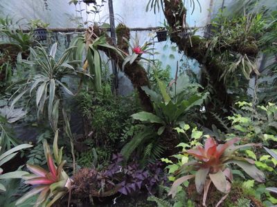 Flowering Cactus Plants