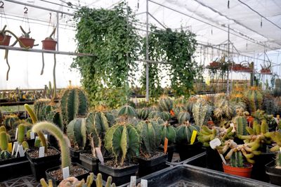 Types of cactus plants