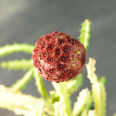 Succulent Plants for Sale | Buy Succulent Plants Online