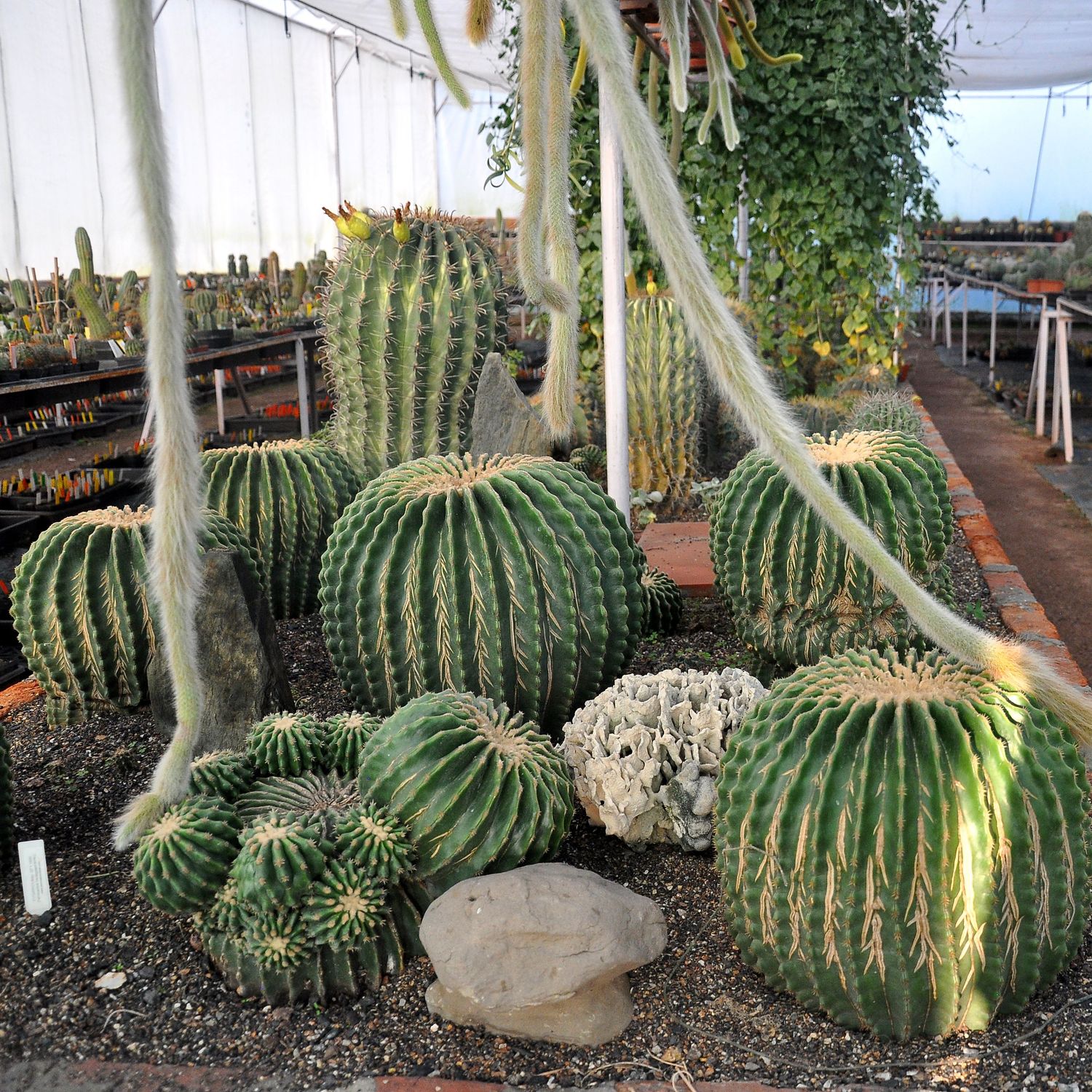 Desert Cactus & Plants for Sale | Plantae Paradise - Shop - Plantae ...