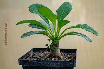 Euphorbia ramena | | Vendita online di piante grasse