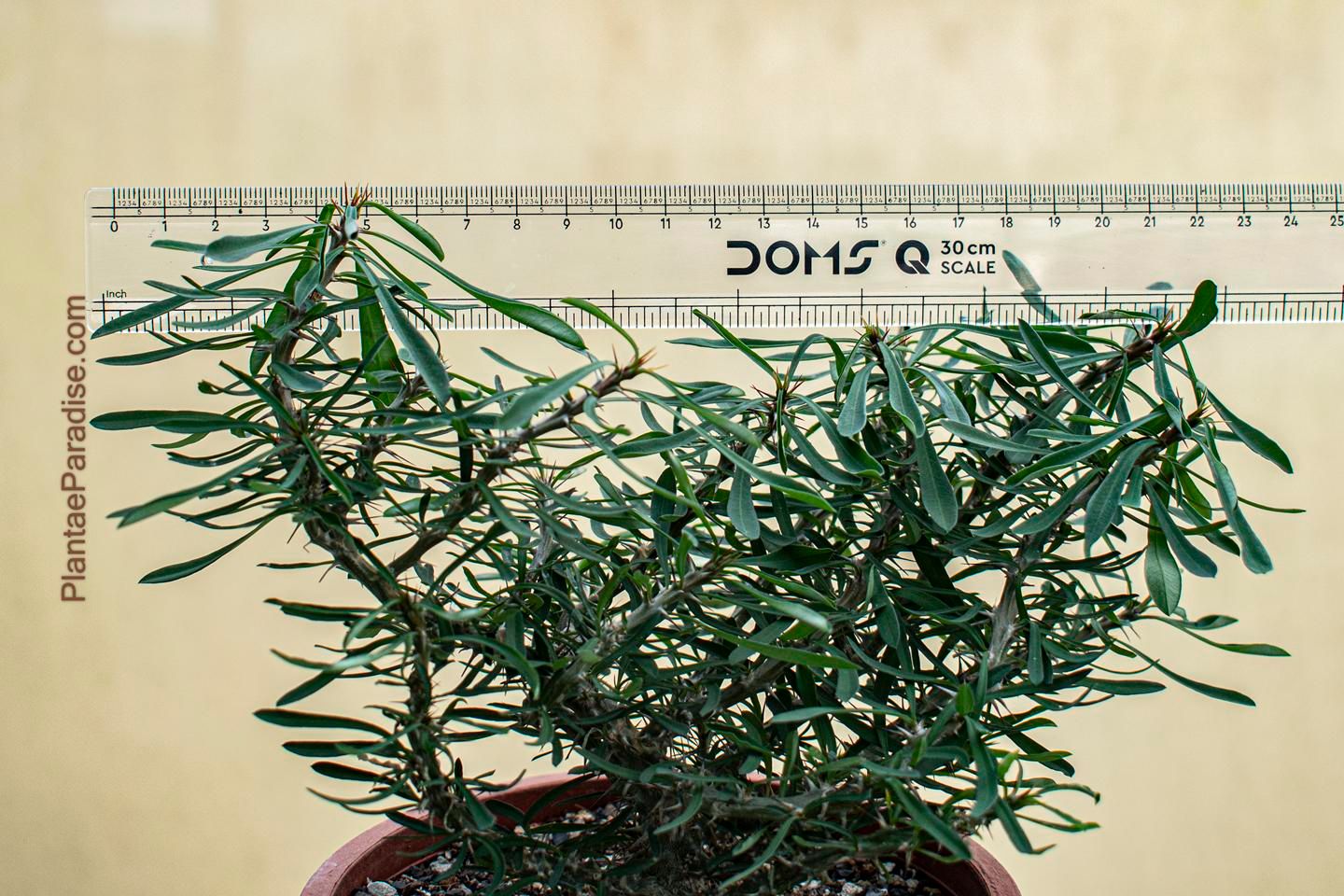Euphorbia sakarahaensis