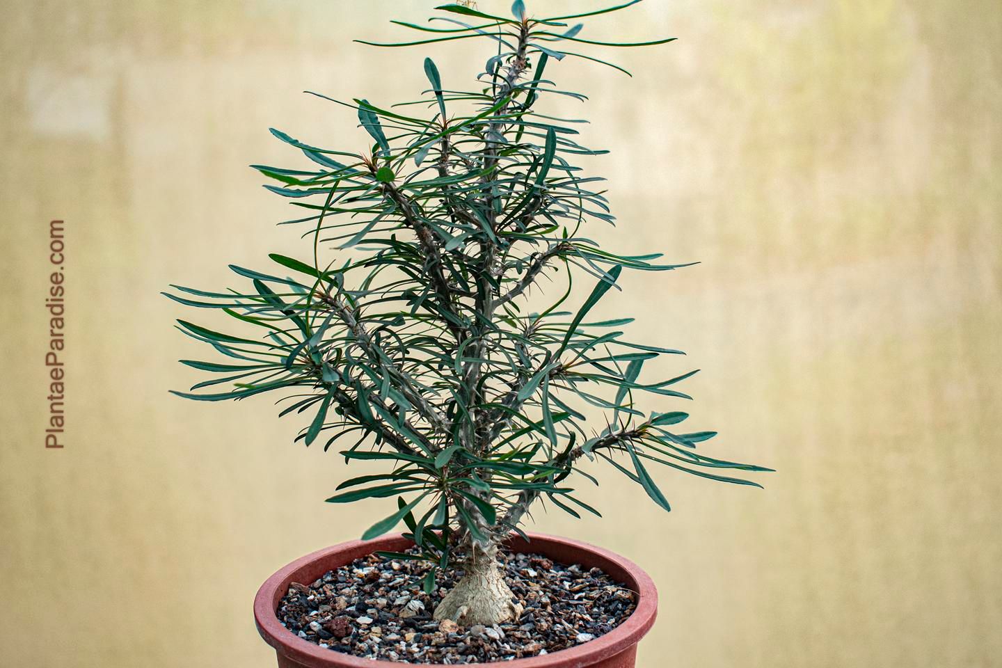 Euphorbia sakarahaensis Euphorbia sakarahaensis