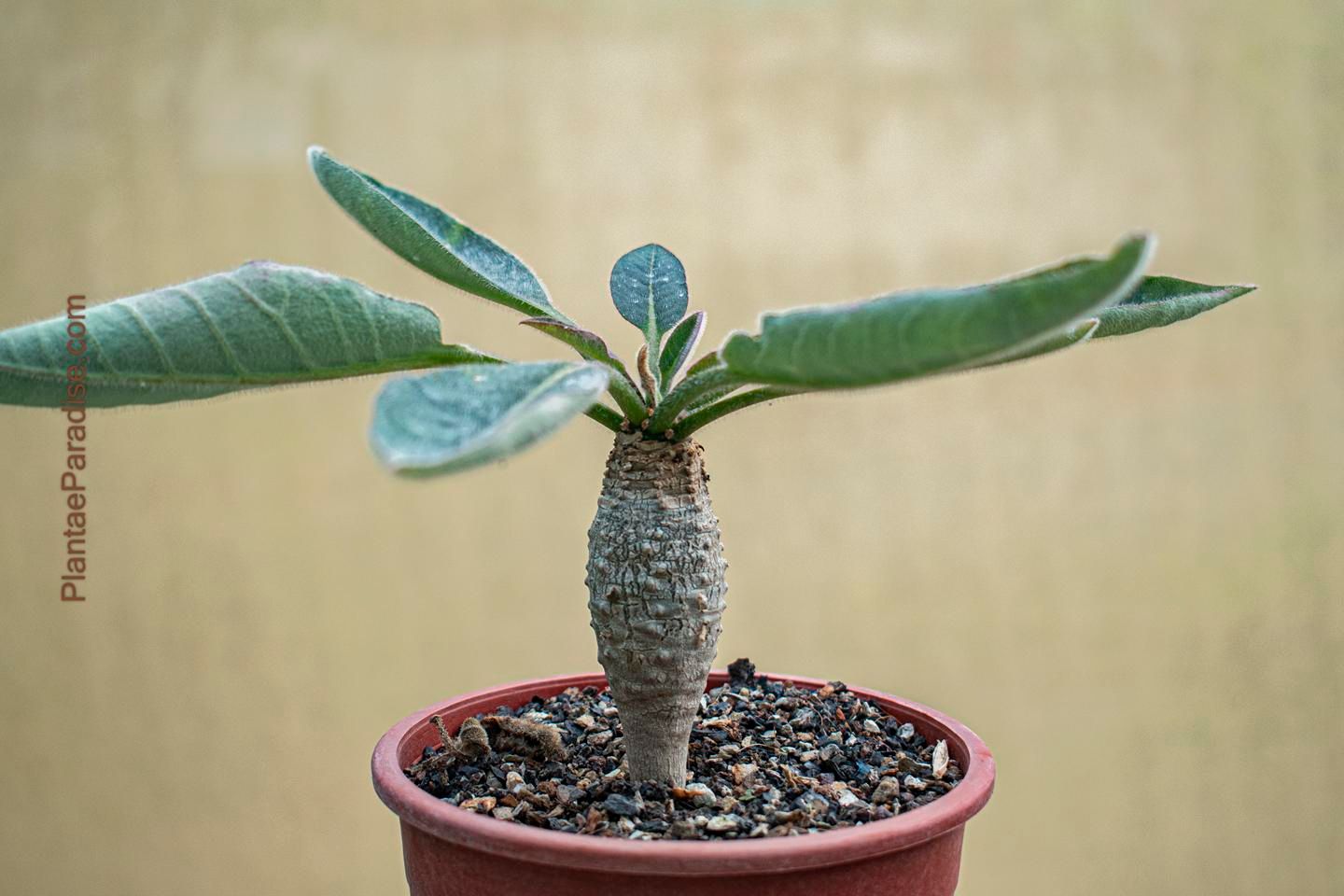 Euphorbia ankarensis Euphorbia ankarensis