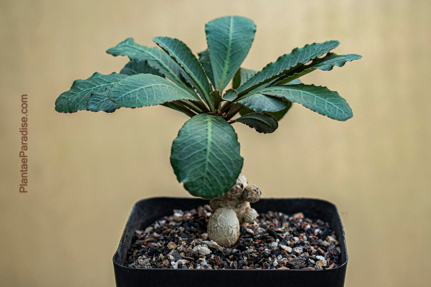 Euphorbia primulaefolia syn E subapoda