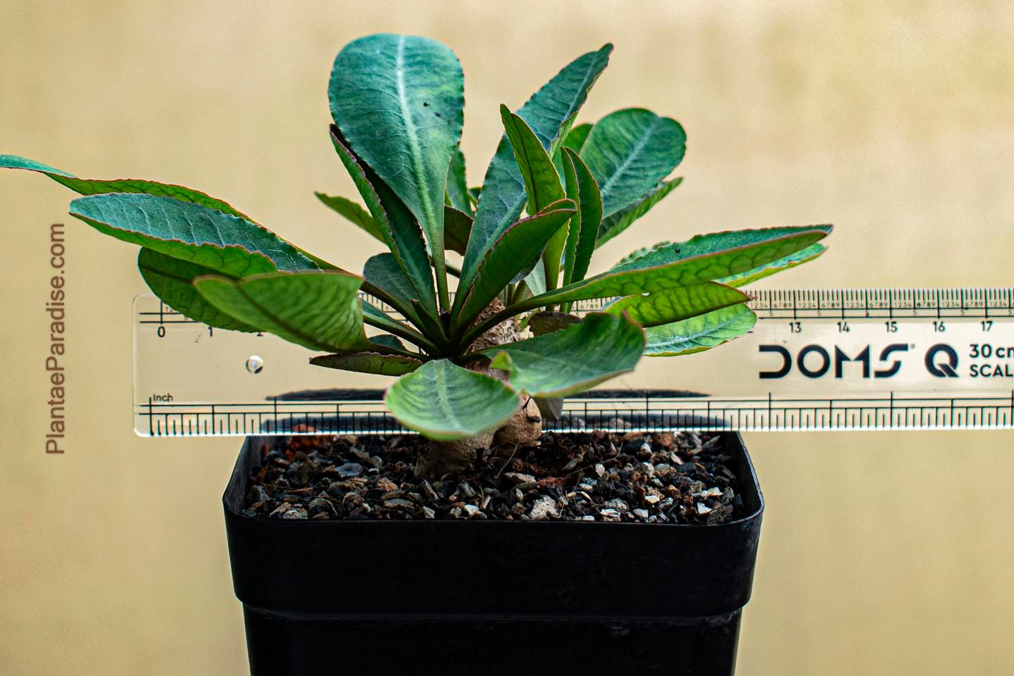 Euphorbia primulaefolia syn E subapoda