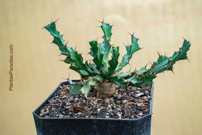 Euphorbia clavigera Blue Form Euphorbia clavigera Blue Form