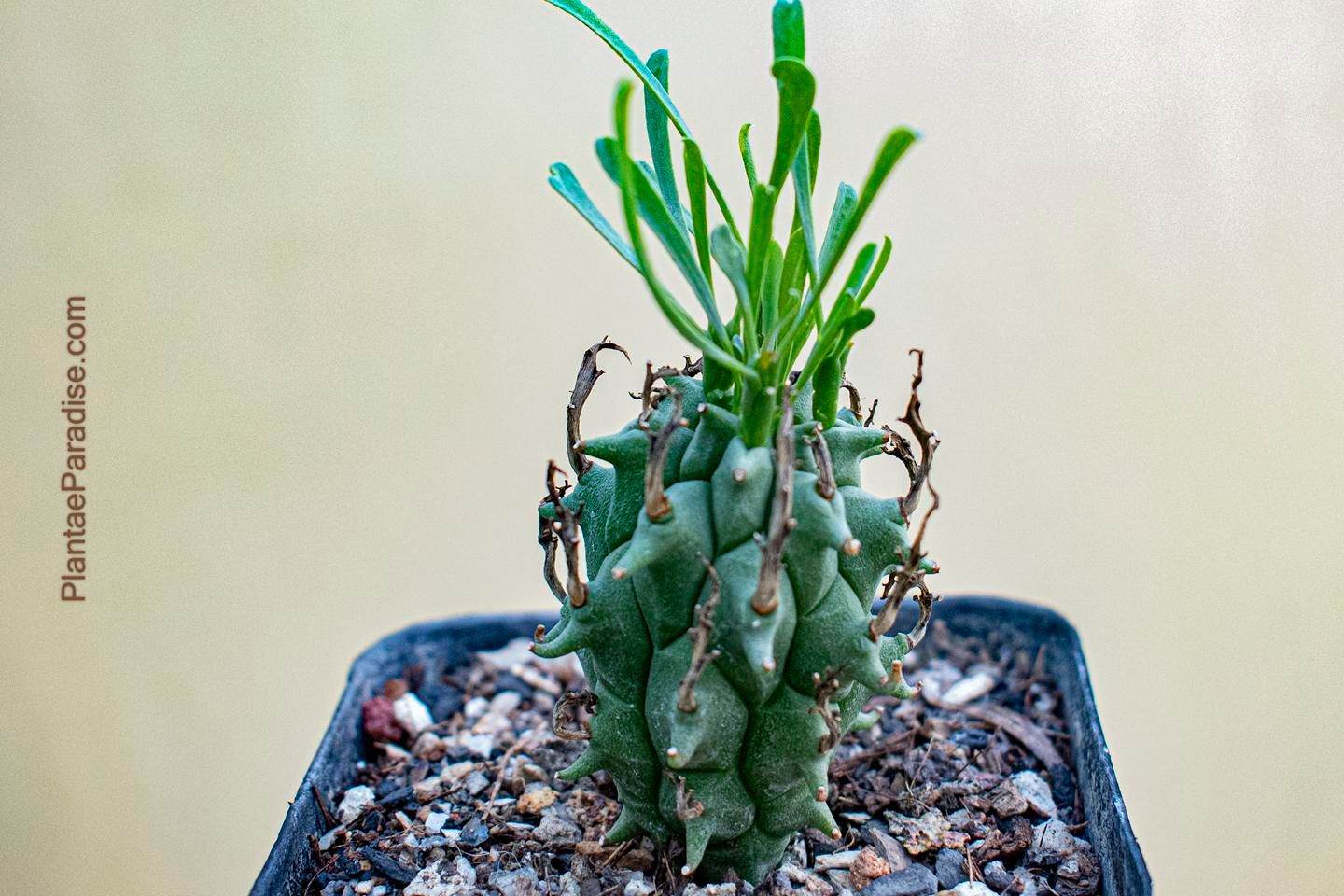 Euphorbia schoenlandii