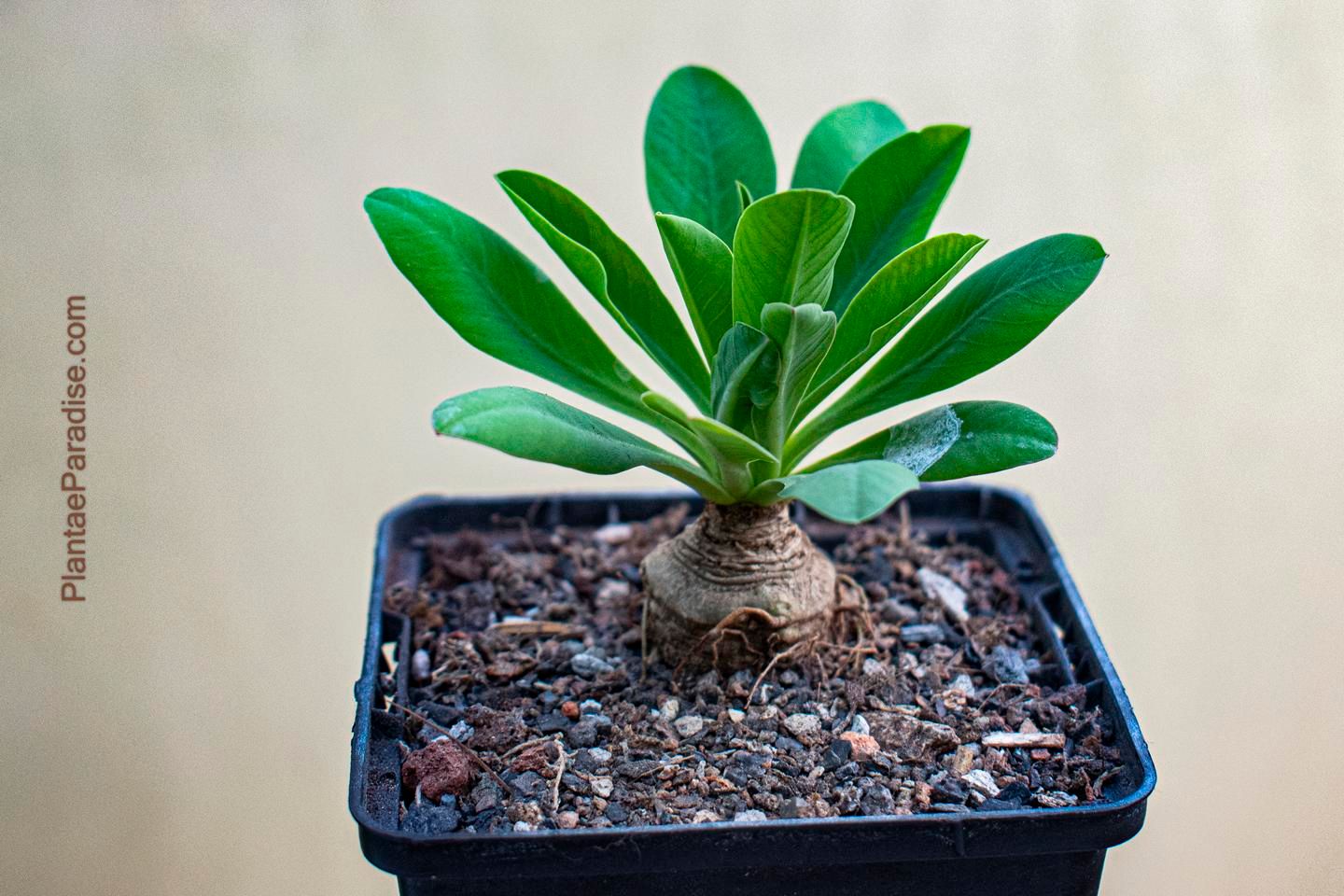 Euphorbia itremensis