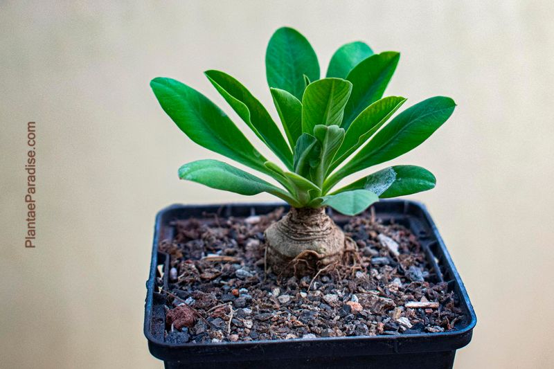 Euphorbia itremensis Euphorbia itremensis