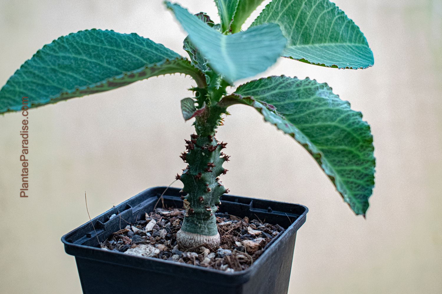 Monadenium magnificum / Euphorbia magnifica