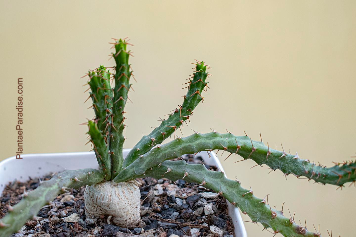 Euphorbia micrantha Euphorbia micrantha