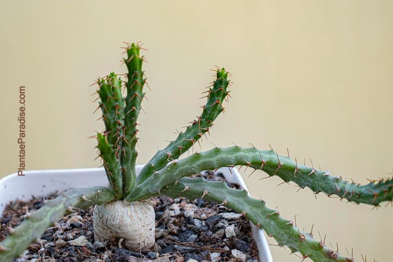 Euphorbia micrantha