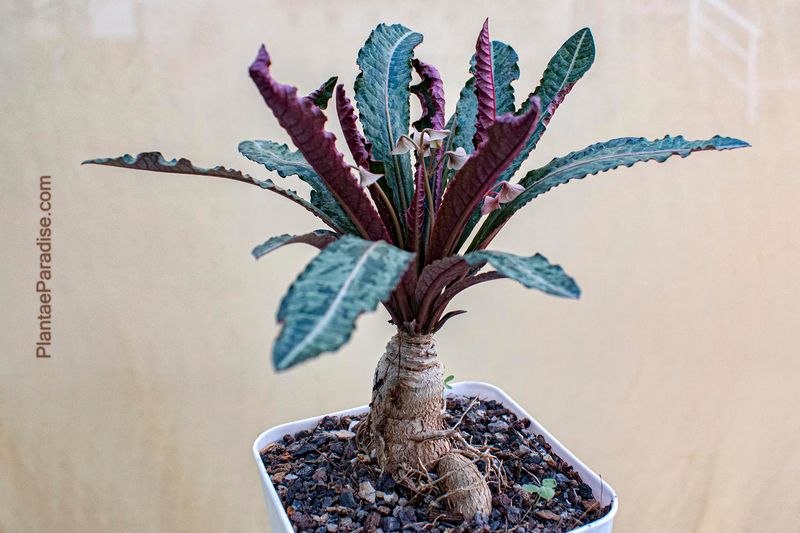 Euphorbia labatii X cremersii Euphorbia labatii X cremersii