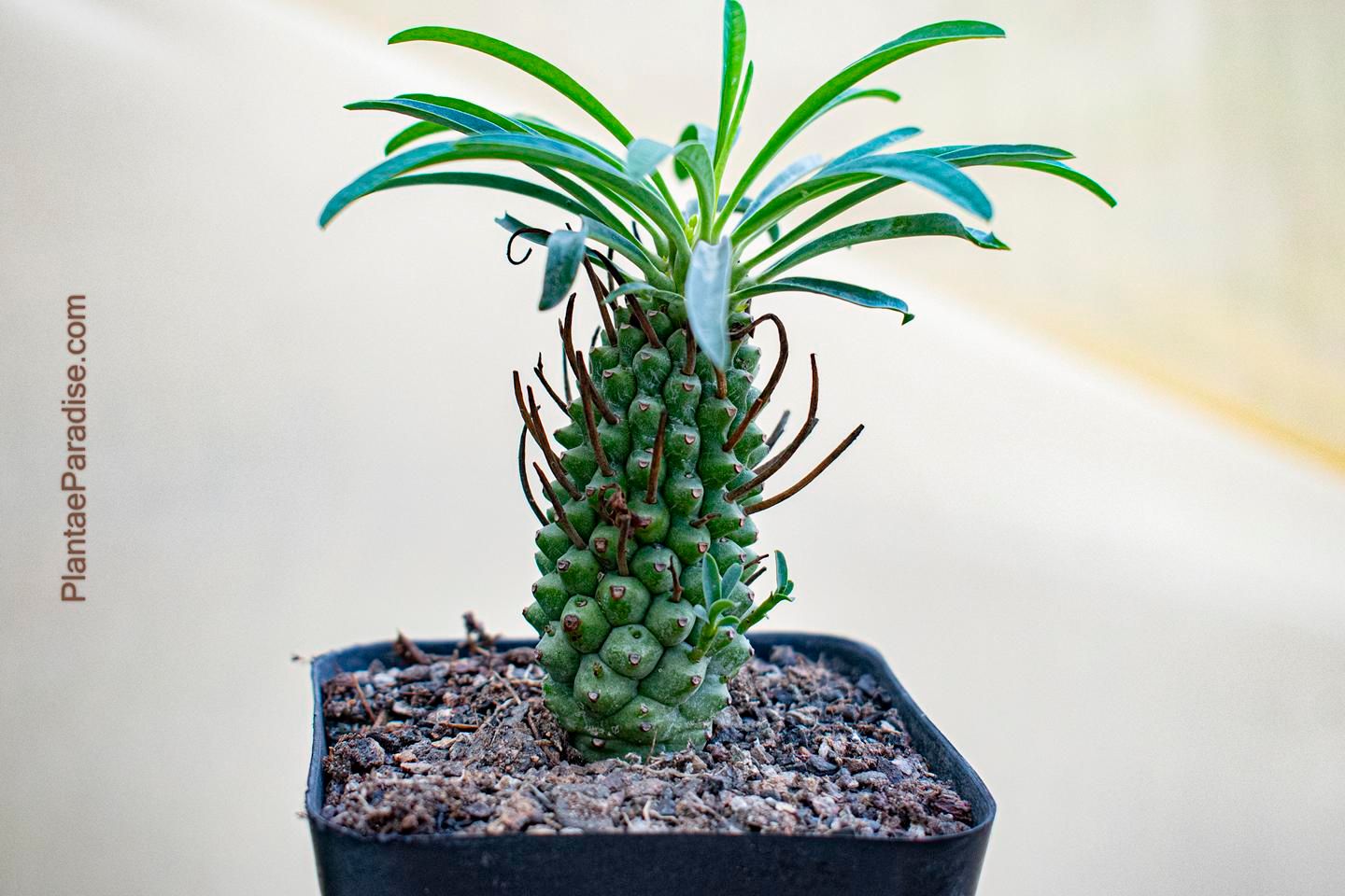 Euphorbia pubiglans
